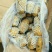 荷兰十五土豆包质包量，货源充足全国发货，一手货源