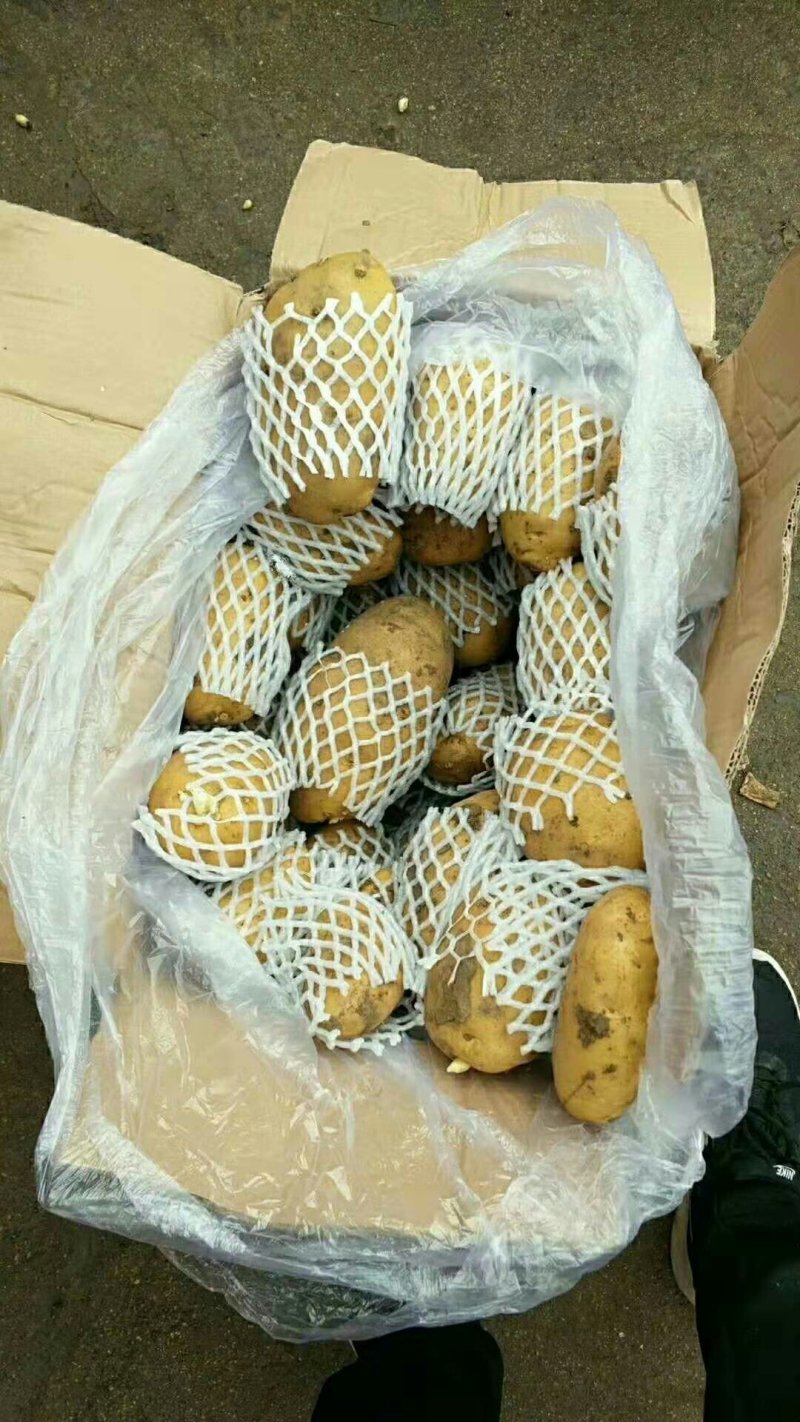荷兰十五土豆包质包量，货源充足全国发货，一手货源