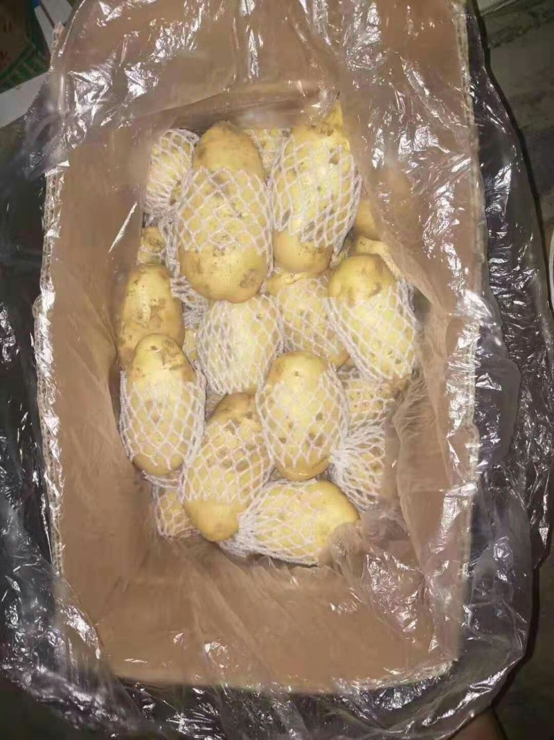荷兰十五土豆包质包量，货源充足全国发货，一手货源