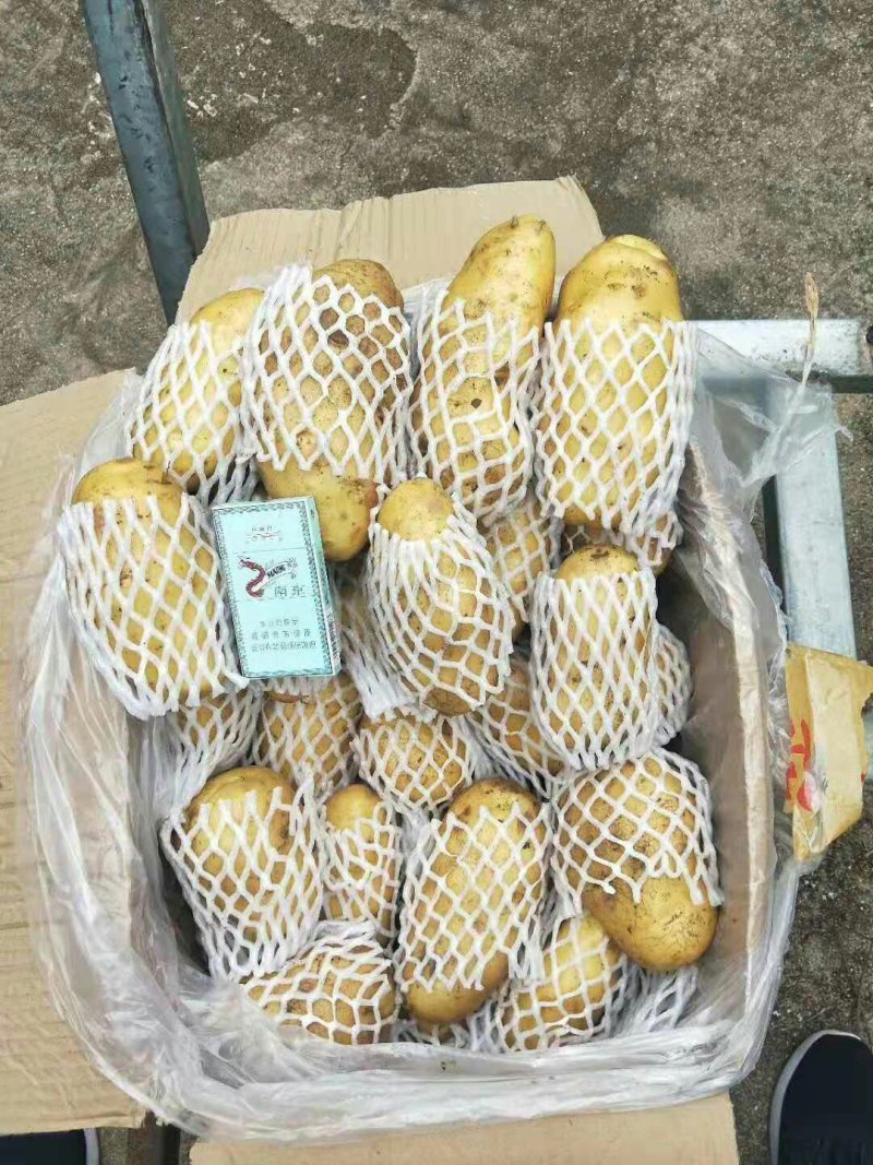 荷兰十五土豆包质包量，货源充足全国发货，一手货源
