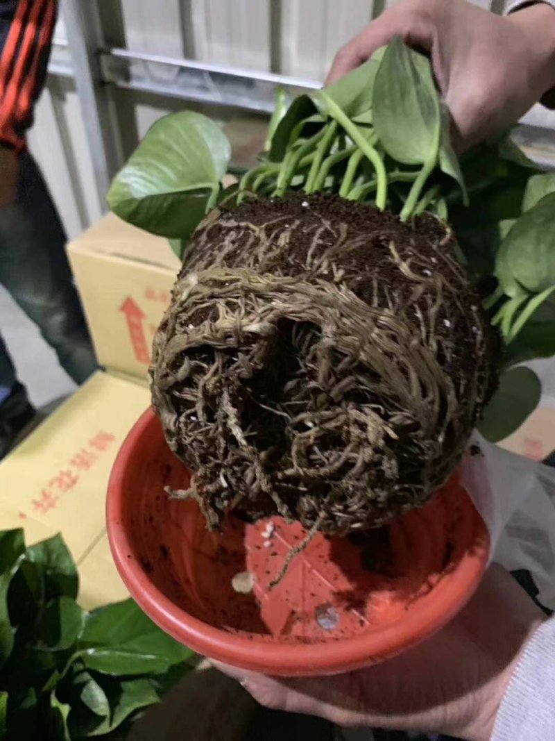 绿萝