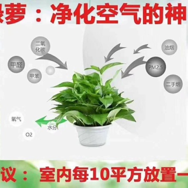 绿萝