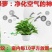 绿萝