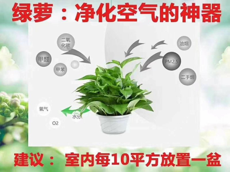 绿萝