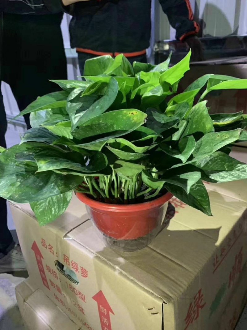 绿萝