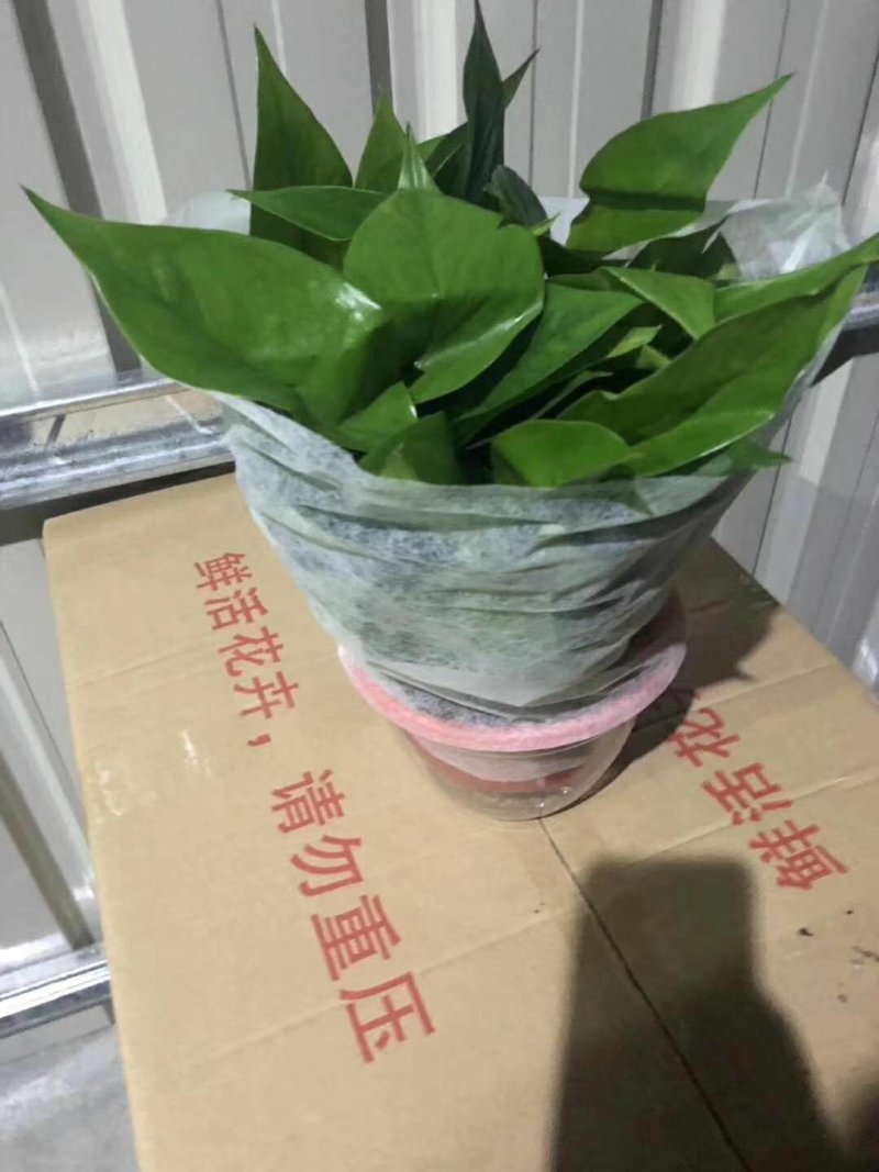 绿萝