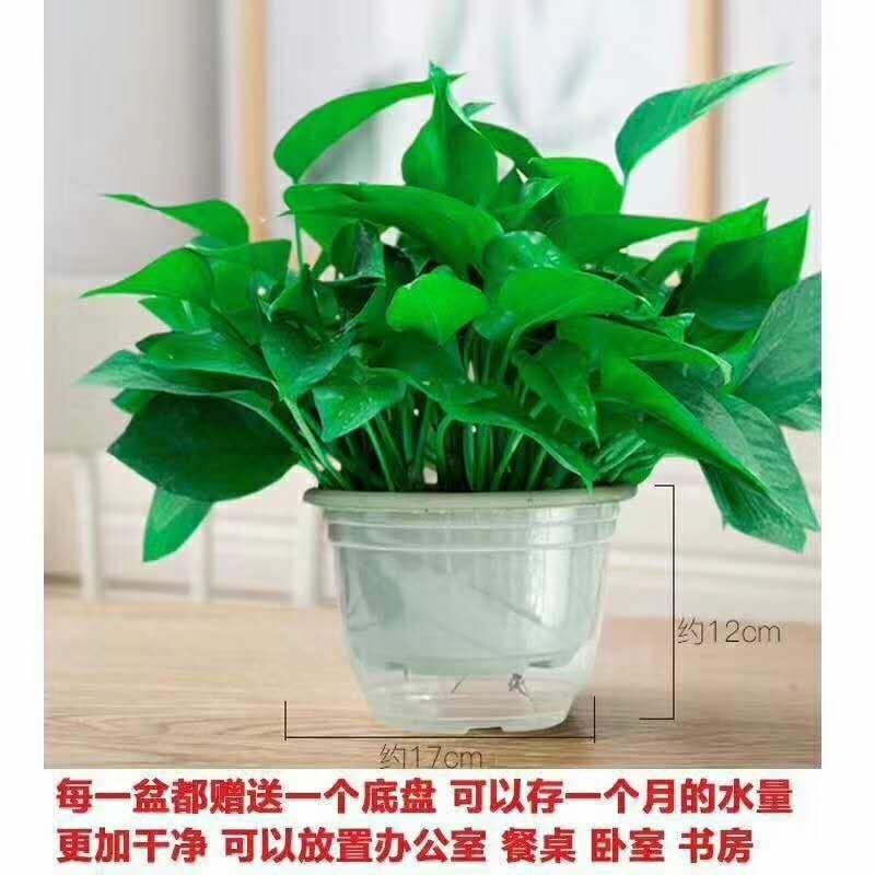 绿萝