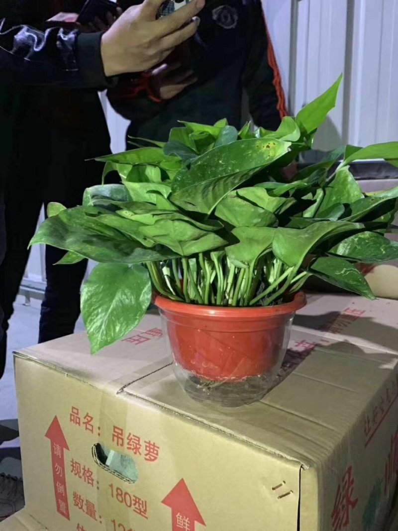 绿萝