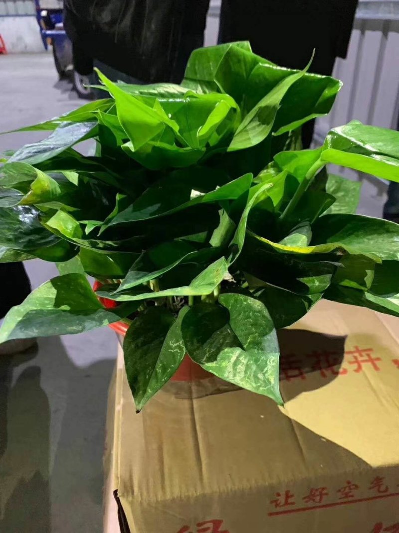 绿萝