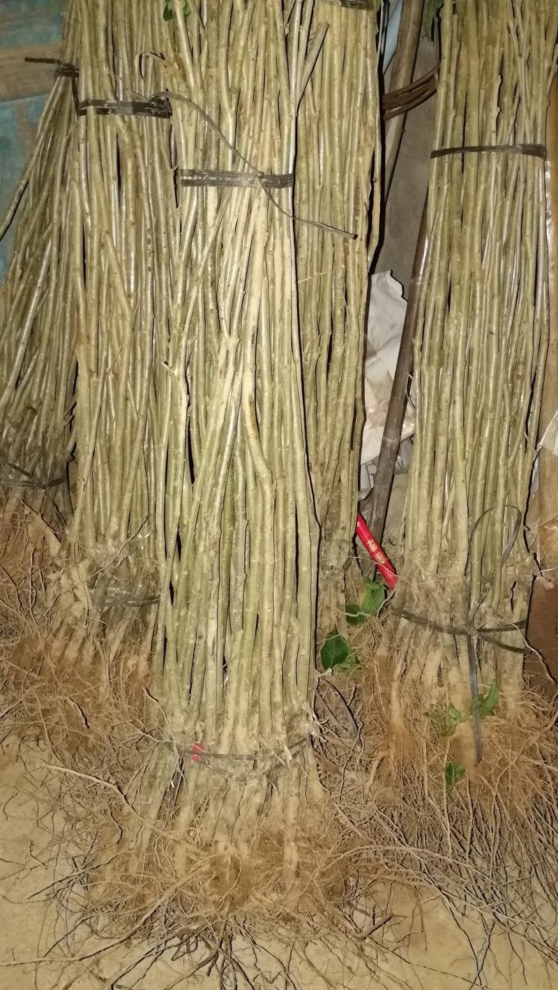 大红袍板栗苗30~50cm