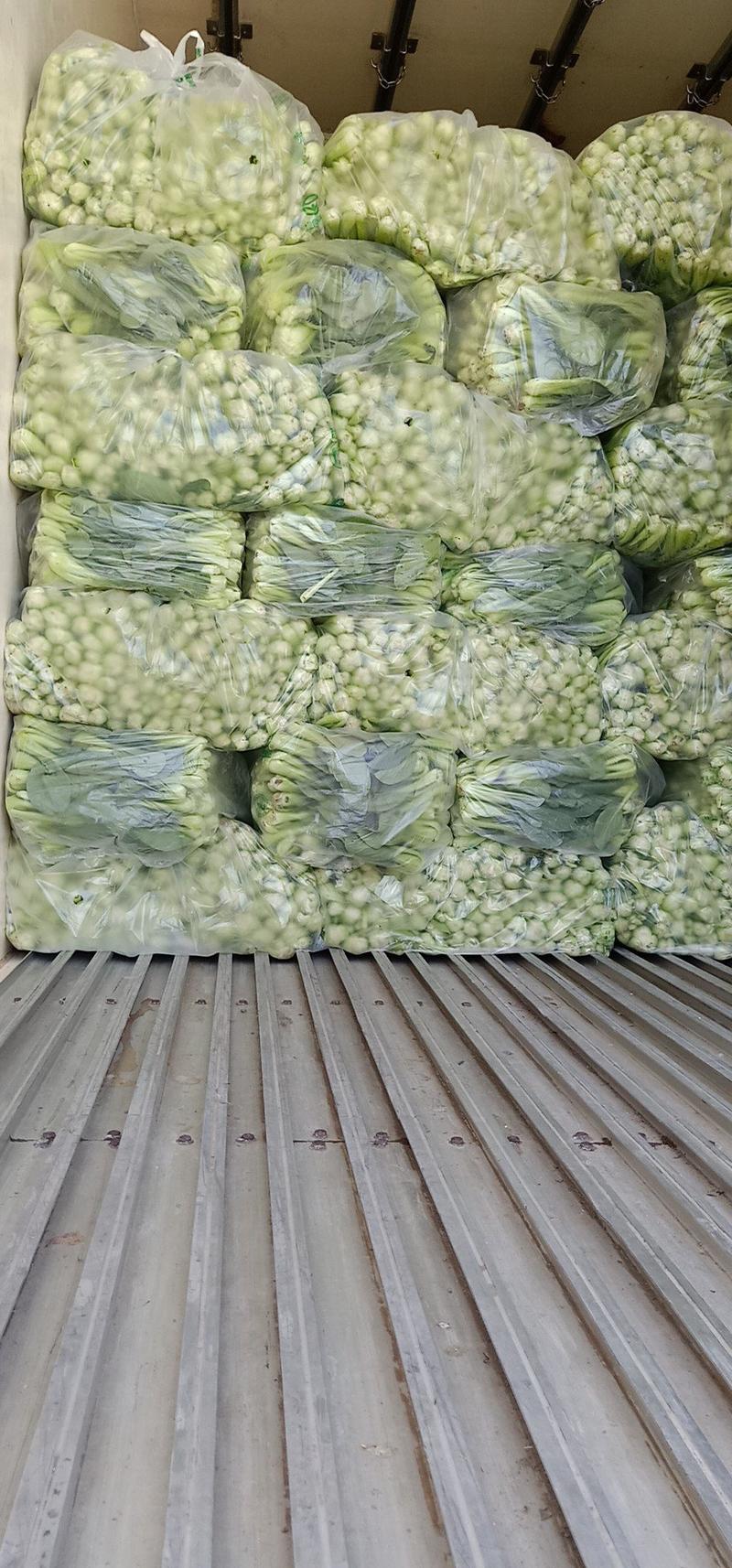 安徽太和基地上海青小青菜常年供应商超配送食堂加工厂