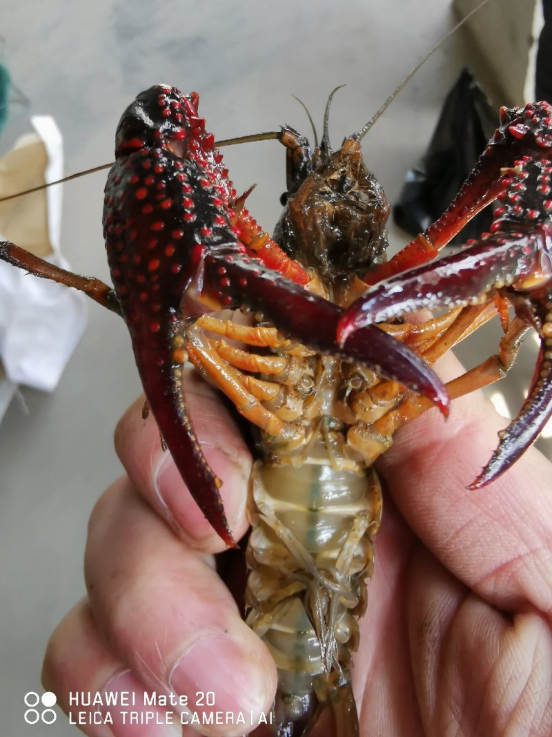 潜江清水小龙虾3-4钱4-6钱精品食用活虾纯青虾死亡包赔