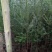 红豆杉盆景带盆栽好50~80cm