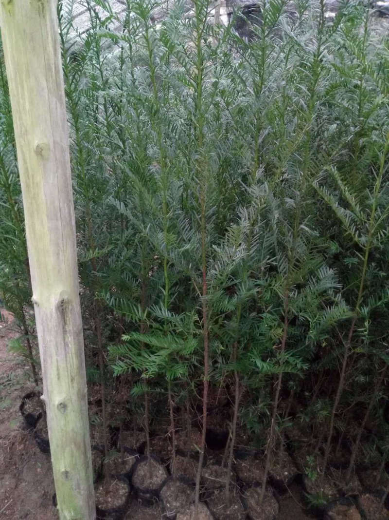红豆杉盆景带盆栽好50~80cm