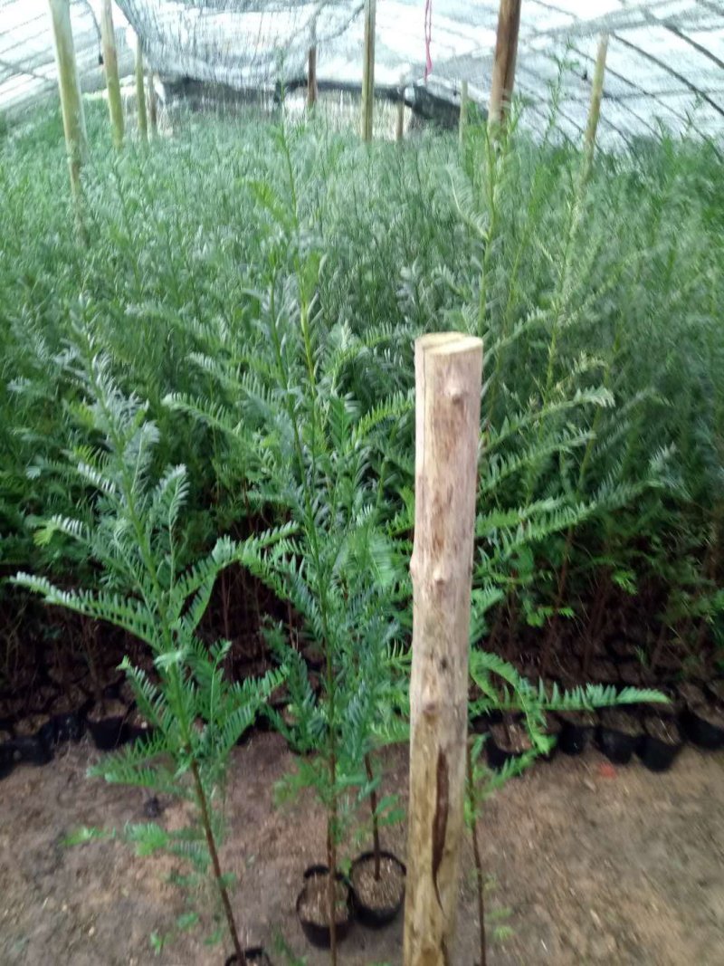 红豆杉盆景带盆栽好50~80cm