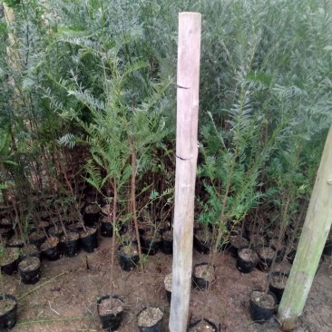 红豆杉盆景带盆栽好50~80cm