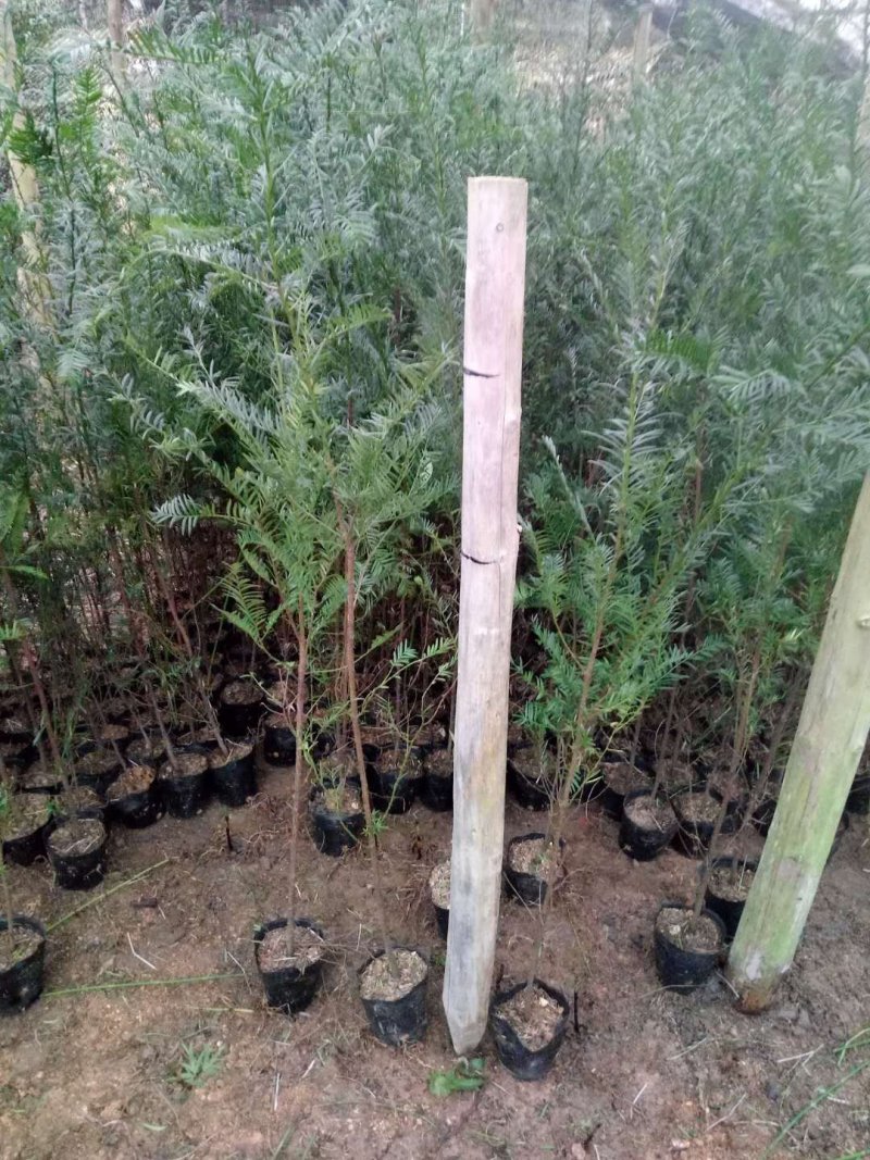 红豆杉盆景带盆栽好50~80cm