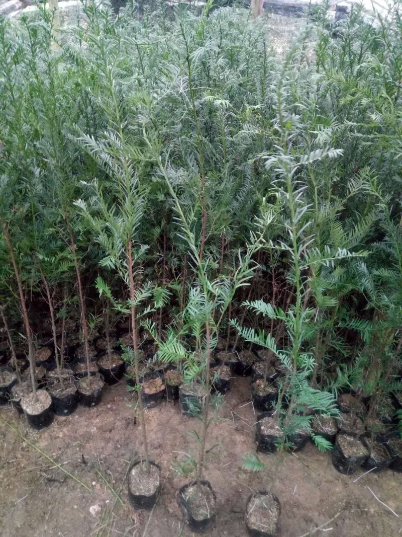 红豆杉盆景带盆栽好50~80cm