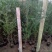 红豆杉盆景带盆栽好50~80cm
