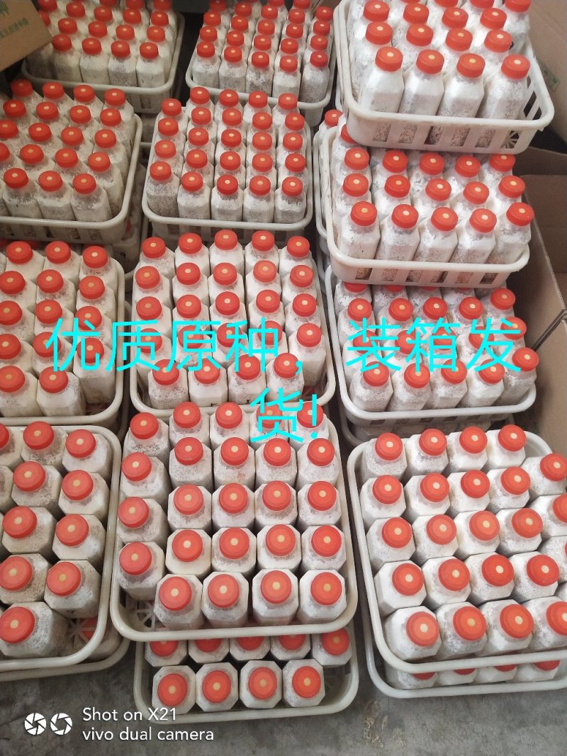 高温灰色品种‘伏99’，任何食用菌研究所没有这个品种