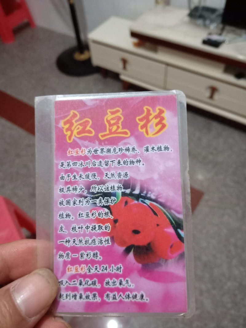 红豆杉盆景带盆栽好50~80cm