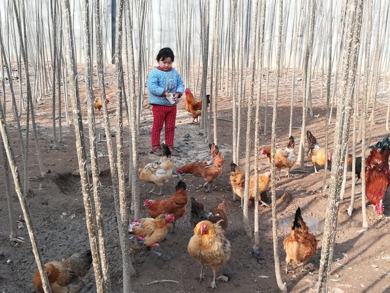 大量供应杨树苗