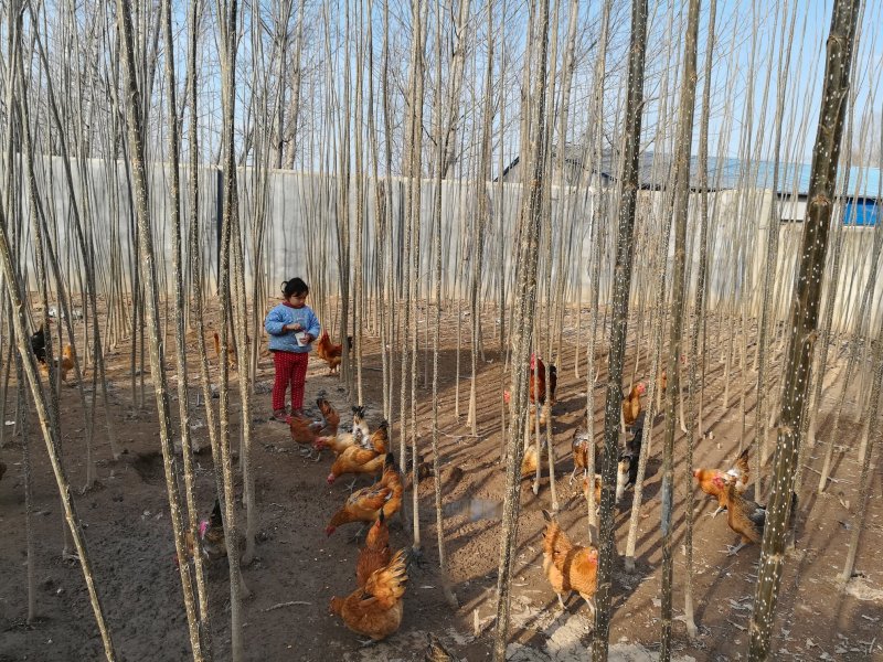 大量供应杨树苗