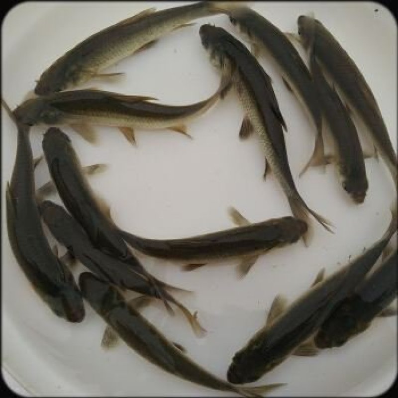 万合水产养殖有限公司出售优良品种规格齐全青鱼苗