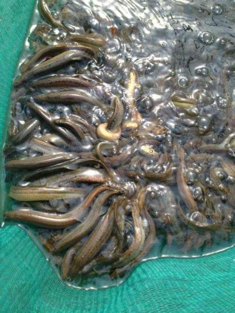 万合水产养殖有限公司出售优良品种规格齐全泥鳅苗
