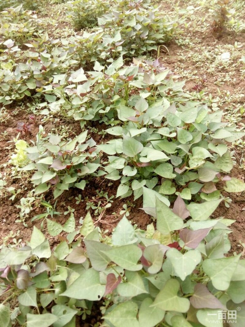 商薯19红薯苗、西瓜红红薯苗、玛莎莉红薯苗、紫罗兰红薯苗