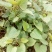 商薯19红薯苗、西瓜红红薯苗、玛莎莉红薯苗、紫罗兰红薯苗