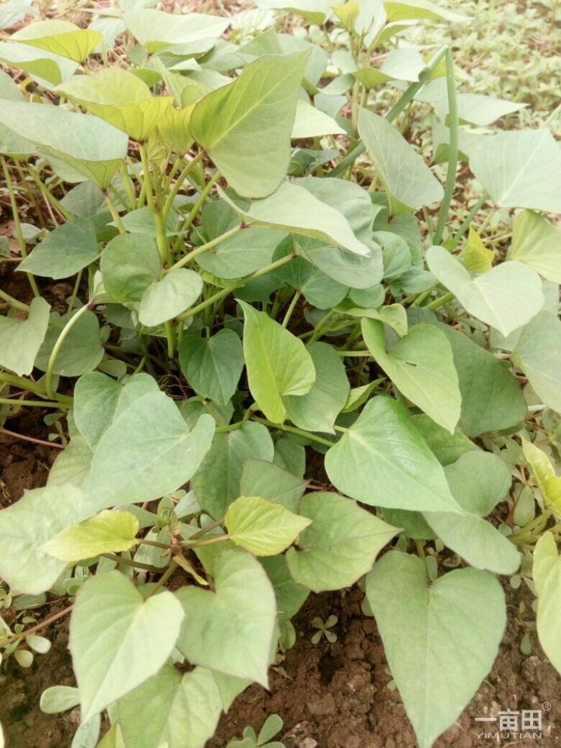 商薯19红薯苗、西瓜红红薯苗、玛莎莉红薯苗、紫罗兰红薯苗