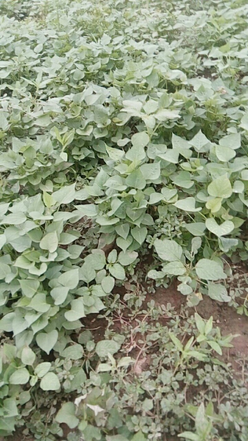 商薯19红薯苗、西瓜红红薯苗、玛莎莉红薯苗、紫罗兰红薯苗