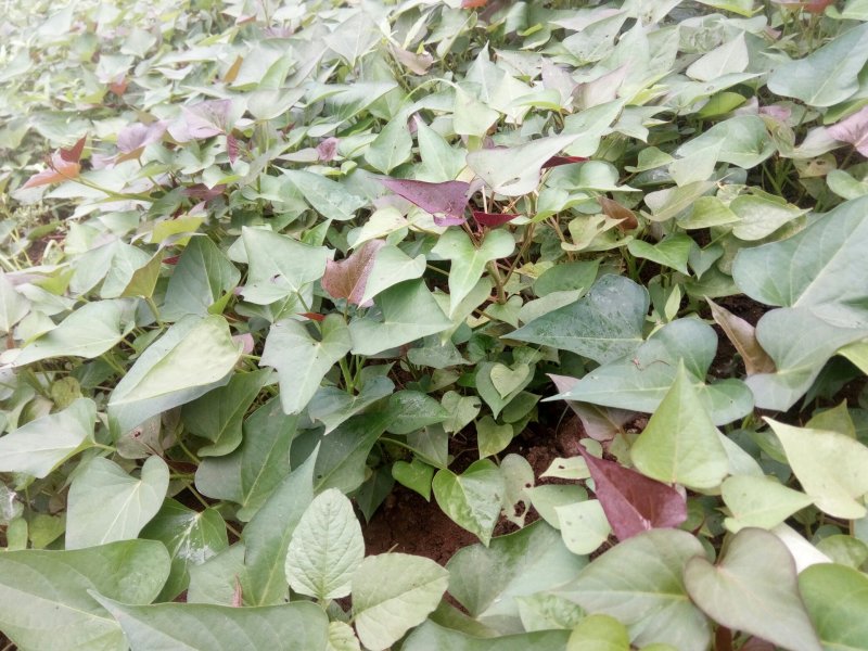 商薯19红薯苗、西瓜红红薯苗、玛莎莉红薯苗、紫罗兰红薯苗