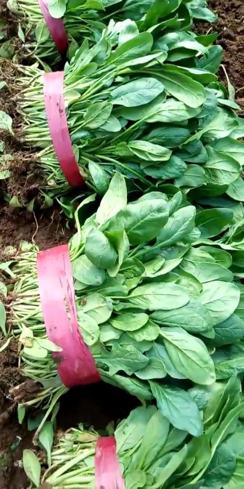 小叶菠菜