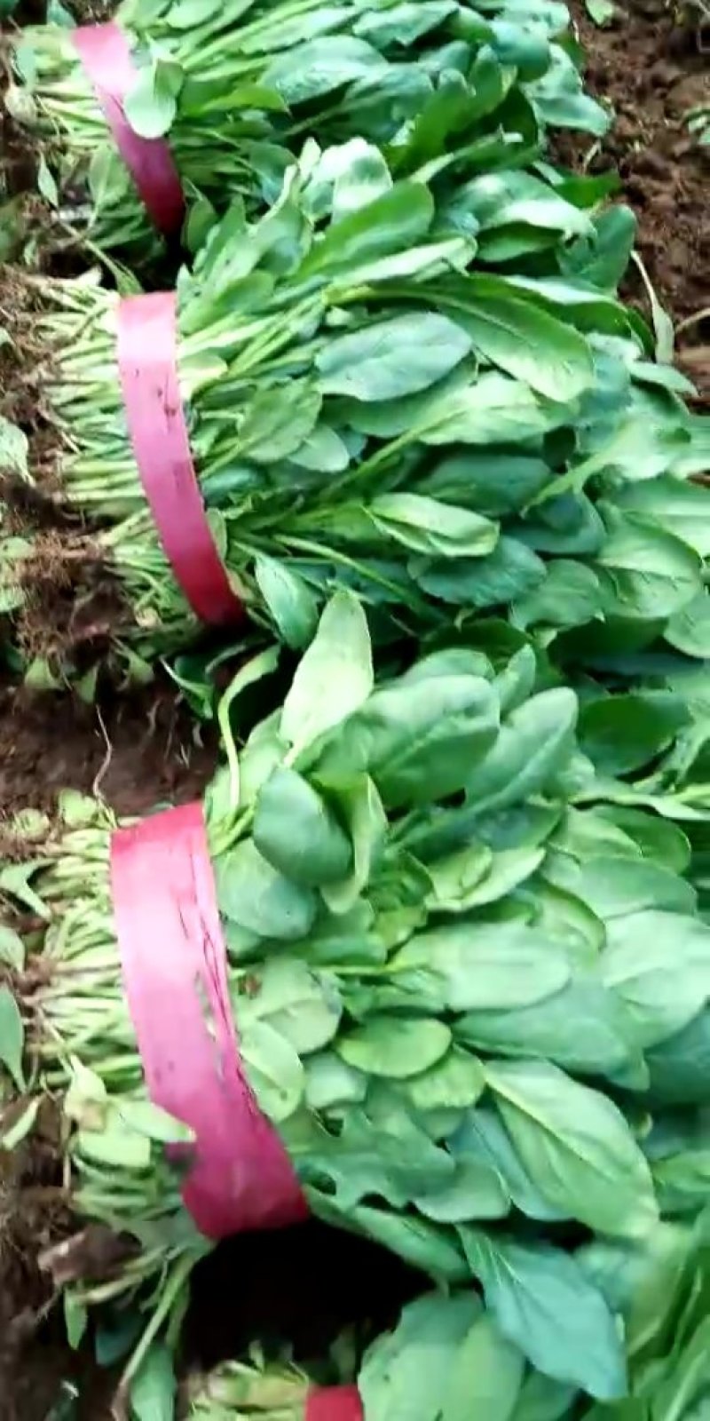 小叶菠菜