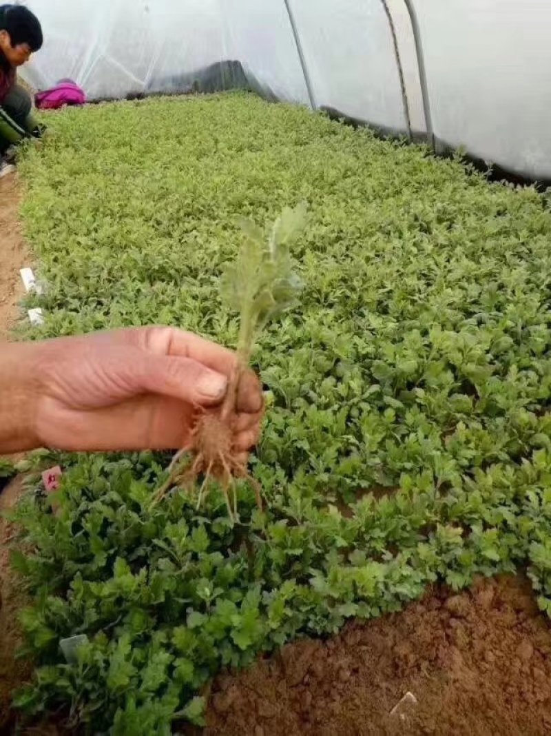 菊花种苗菊花苗菊花