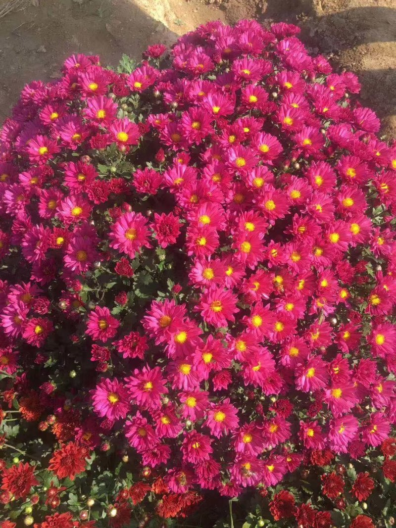 菊花种苗菊花苗菊花