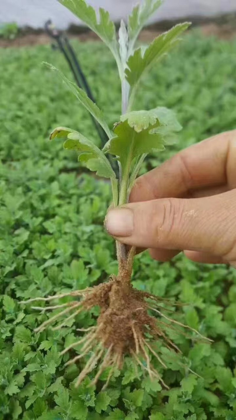 菊花种苗菊花苗菊花