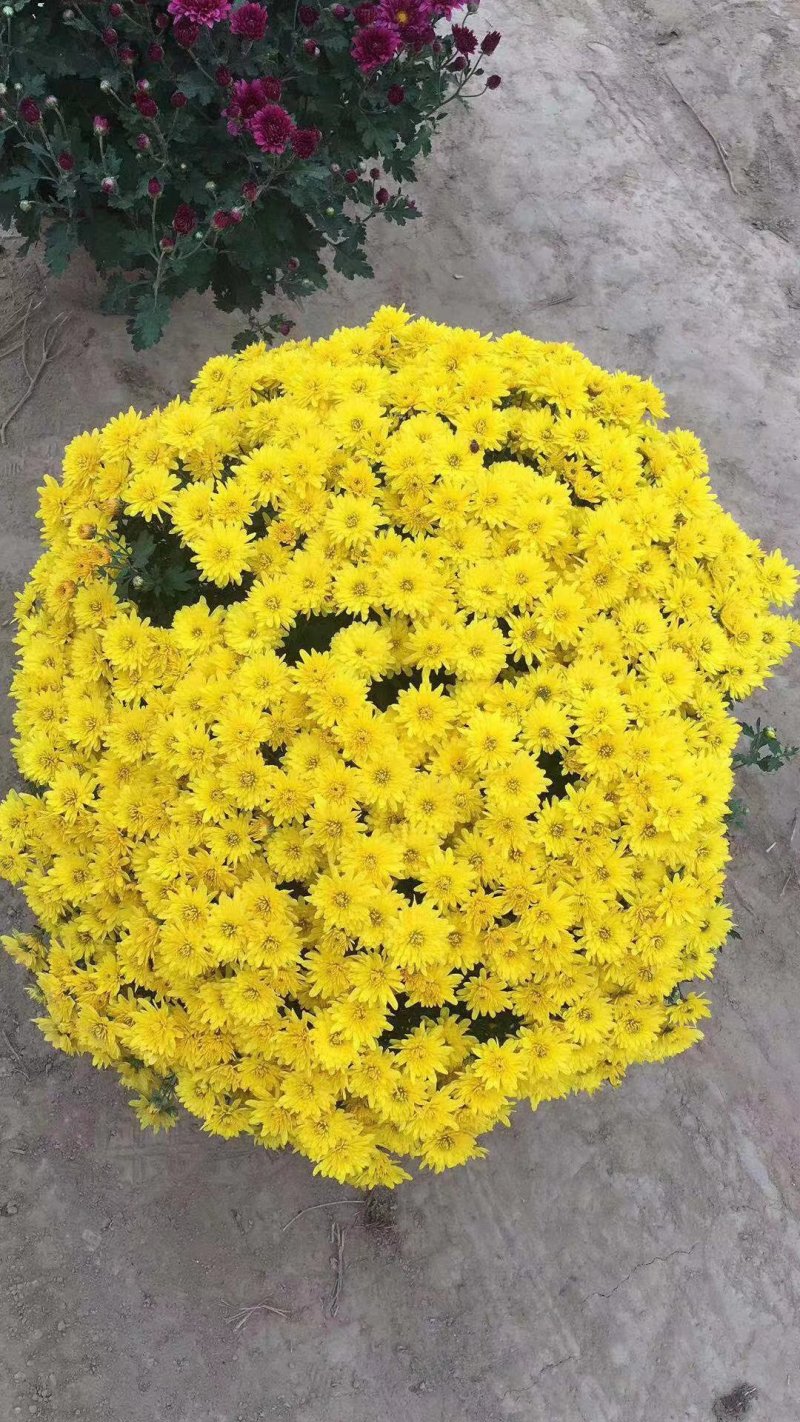 菊花种苗菊花苗菊花