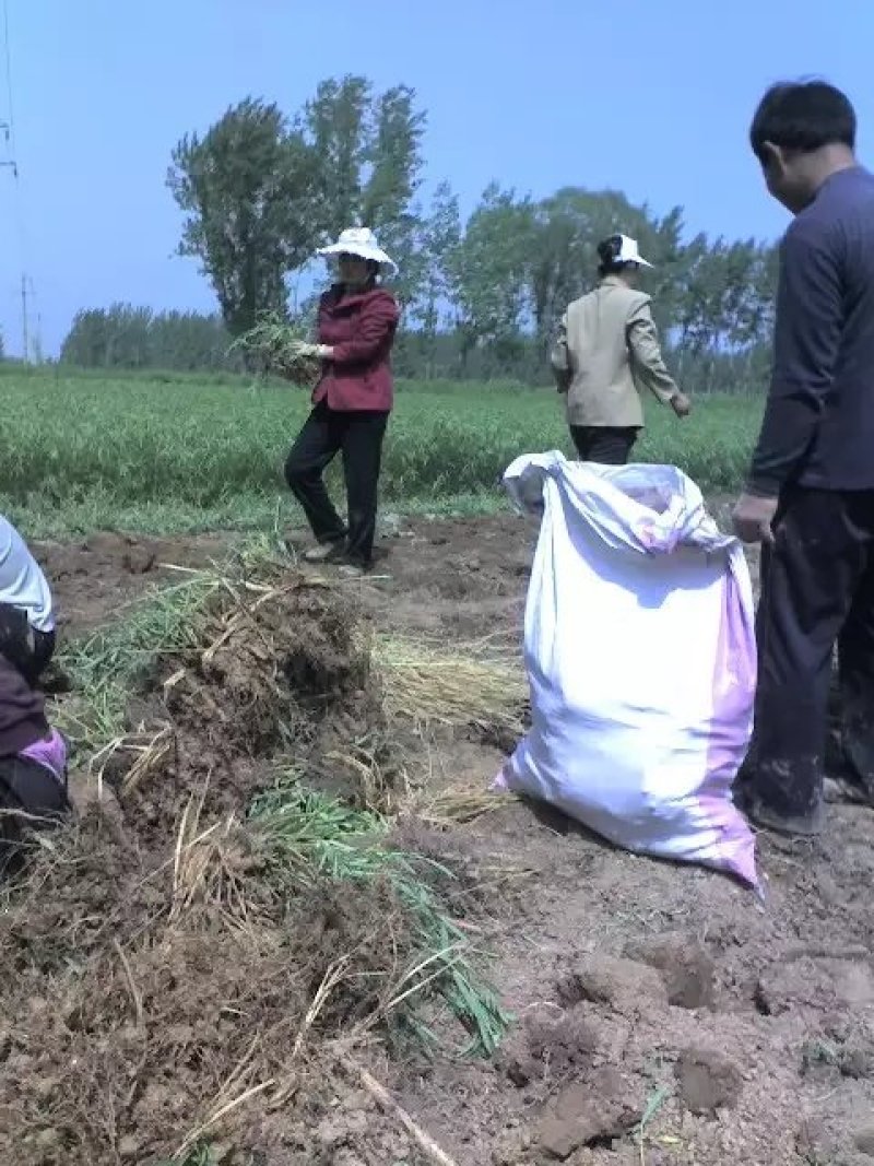大量出售柳根苗，占地苗，湿地苗，沙漠用苗。