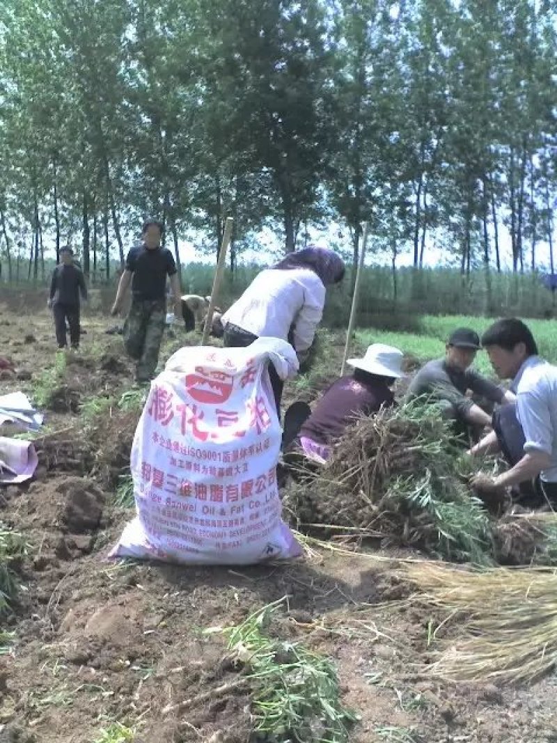 大量出售柳根苗，占地苗，湿地苗，沙漠用苗。
