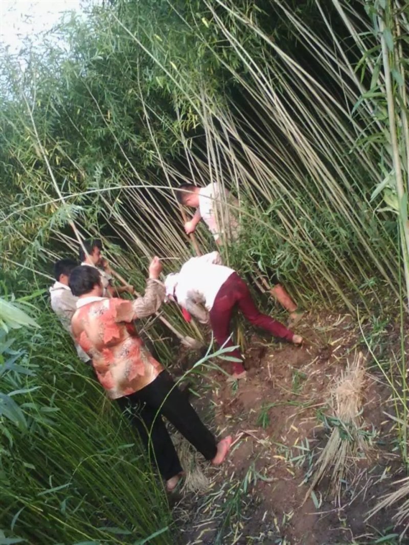 大量出售柳根苗，占地苗，湿地苗，沙漠用苗。