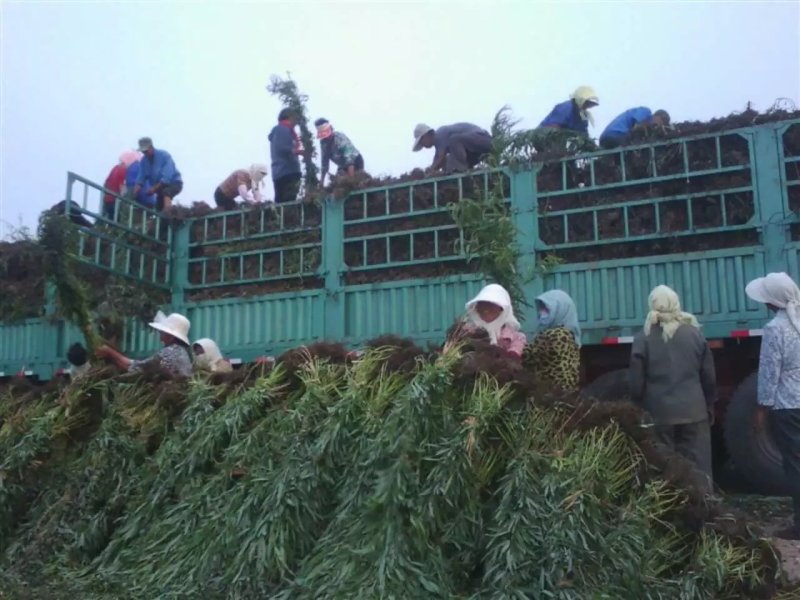 大量出售柳根苗，占地苗，湿地苗，沙漠用苗。