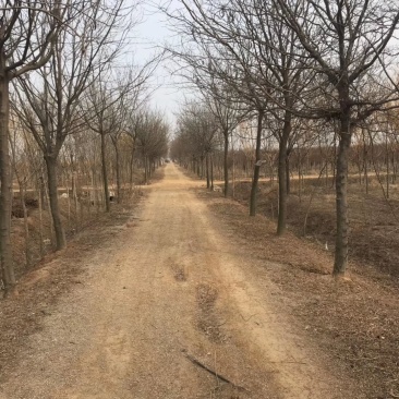 大量供应12之15公分皂角树，实地照片欢迎选购