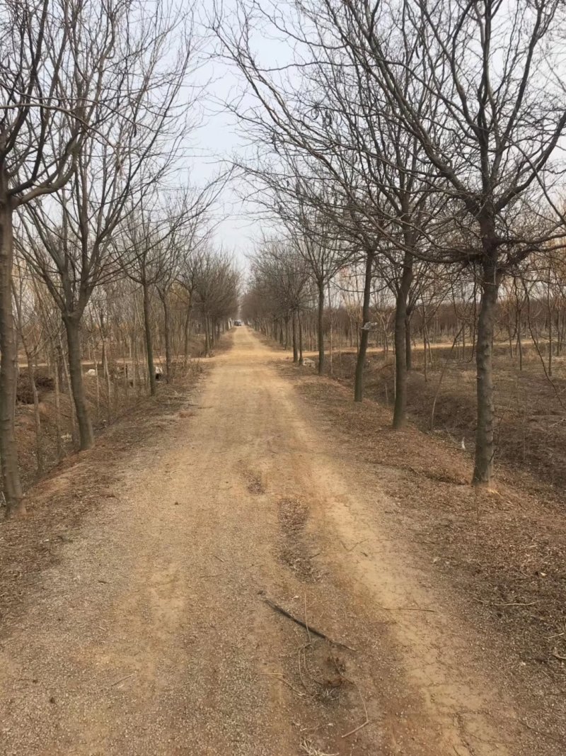 大量供应12之15公分皂角树，实地照片欢迎选购