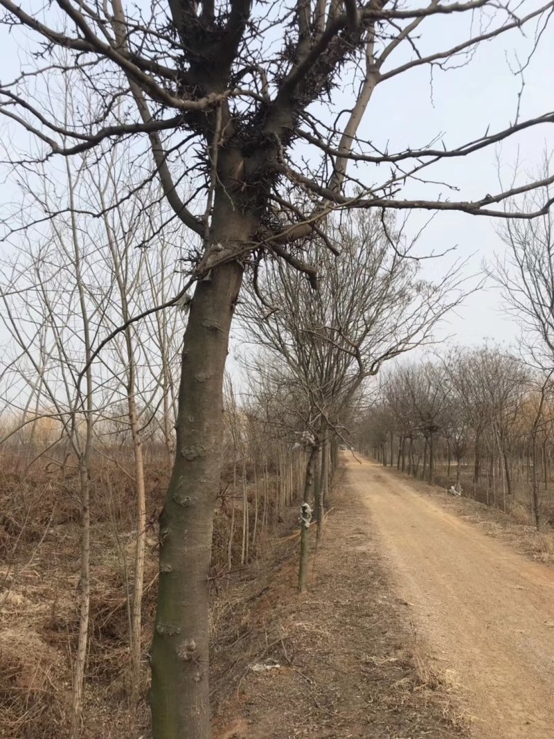 大量供应12之15公分皂角树，实地照片欢迎选购