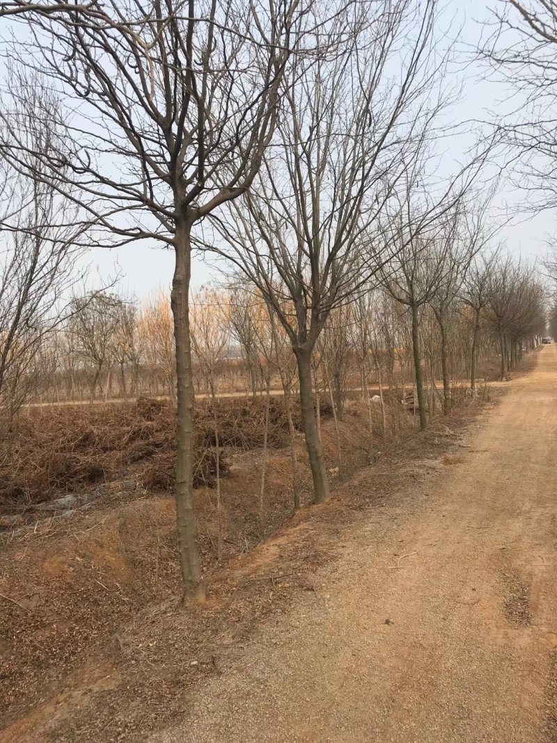 大量供应12之15公分皂角树，实地照片欢迎选购