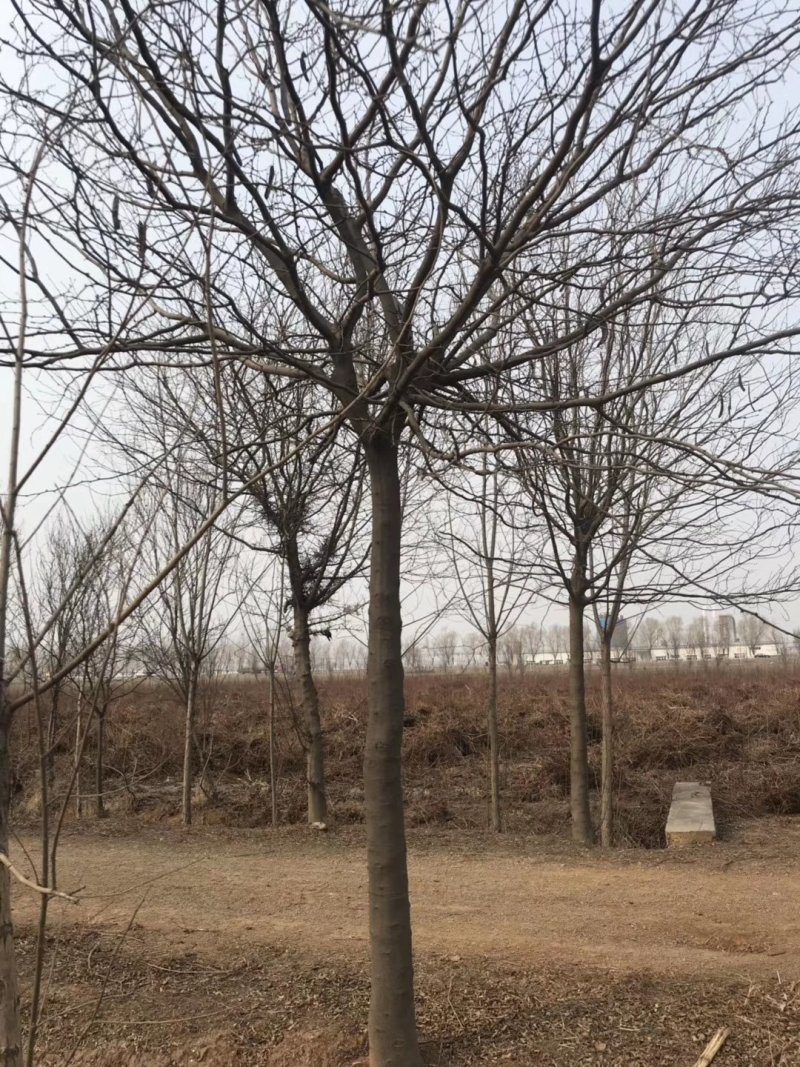 大量供应12之15公分皂角树，实地照片欢迎选购