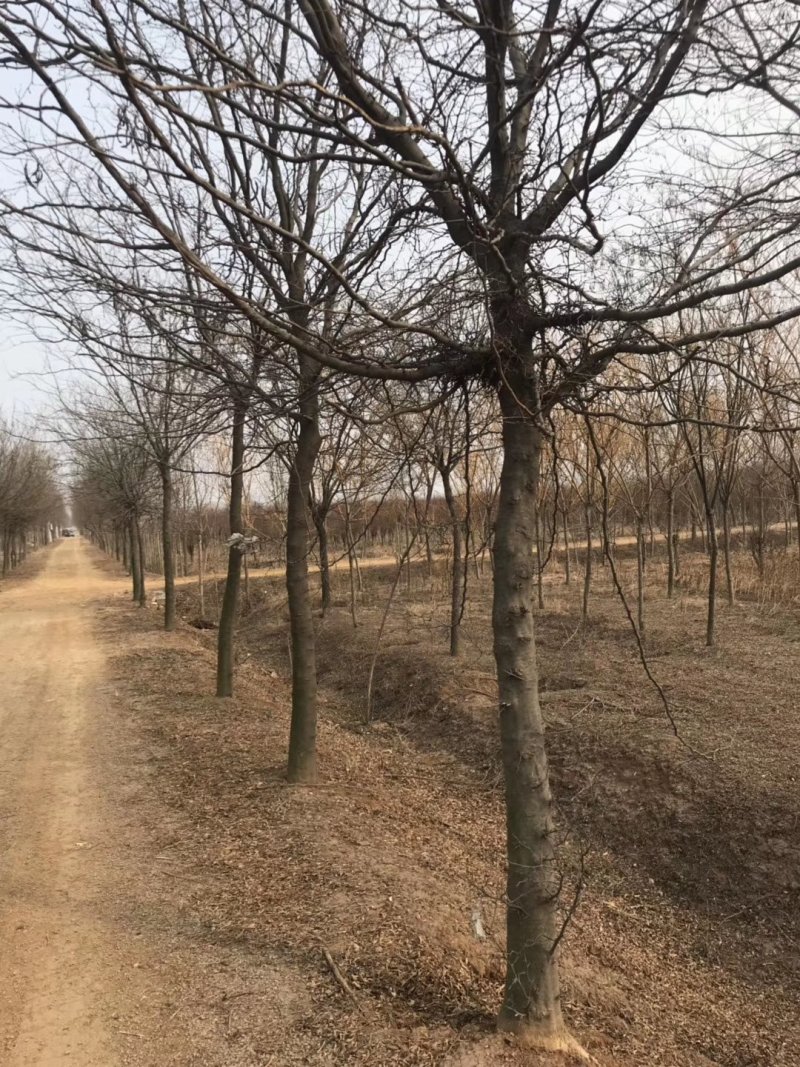 大量供应12之15公分皂角树，实地照片欢迎选购